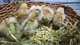 Day old chicks